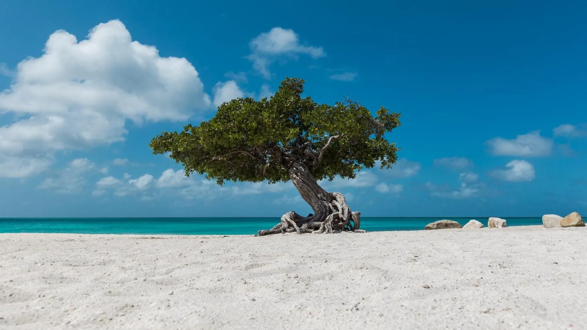 Aruba Breeze A6 Lägenhet Palm Beach 0*,